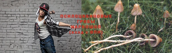 прущие грибы Беломорск