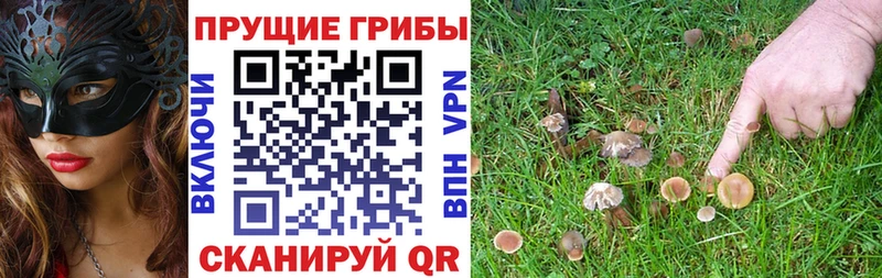 где купить наркоту Красный Сулин Псилоцибиновые грибы Psilocybe